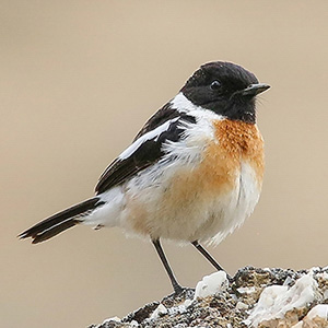 Siberian Stonechat